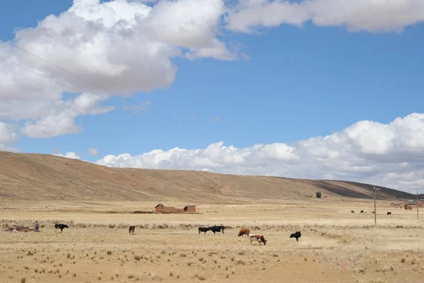 Boskap i väldiga Altiplano — Stockfoto