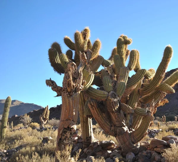 Cacti no Altiplano . — Fotografia de Stock