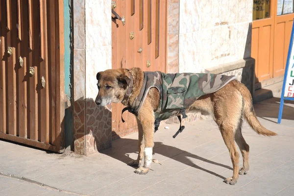 Dog camo vest from the town of Uyuni. — 스톡 사진