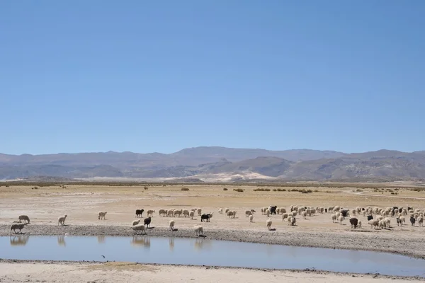 Exploração de ovelhas na vastidão do Altiplano — Fotografia de Stock