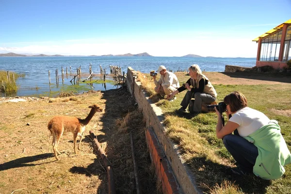 Les touristes prennent des photos de la vicuna sur les rives du lac Titicaca . — Photo