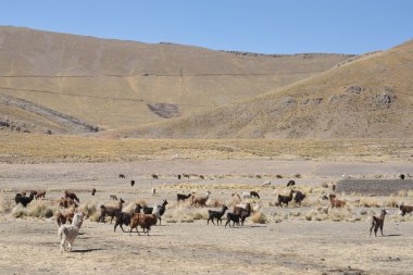Lama Altiplano çokluk içinde