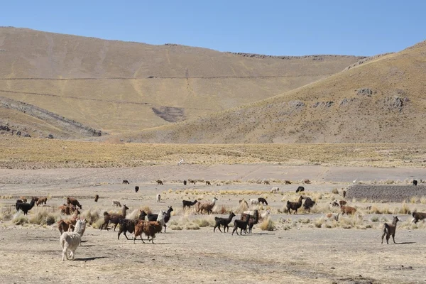 Lama en la inmensidad del Altiplano —  Fotos de Stock