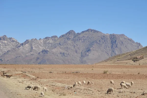 Exploração de ovelhas na vastidão do Altiplano — Fotografia de Stock