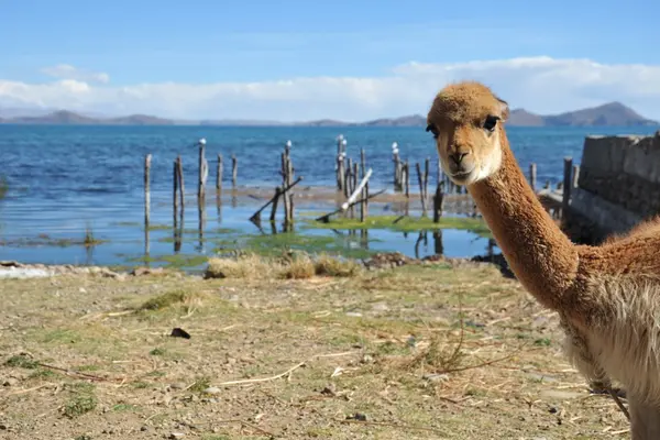 Vicuna on the shores of lake Titicaca — Stock Photo, Image