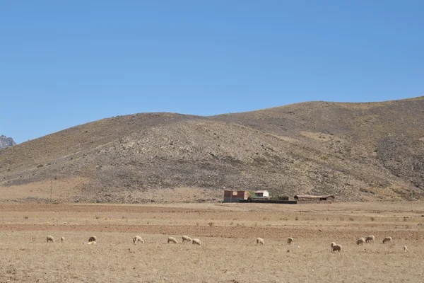 Exploração de ovelhas na vastidão do Altiplano. Altiplano é um vasto planalto nas montanhas dos Andes . — Fotografia de Stock