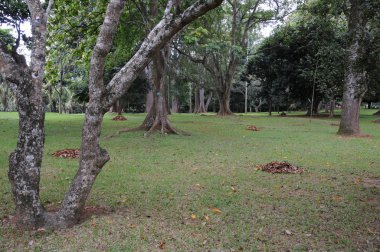 Peradeniya benzersiz Kraliyet Botanik Bahçeleri olarak kabul edilir Asya'da, en iyilerinden biri olarak 4000 tür bitki topluluğunu içerir gibi.