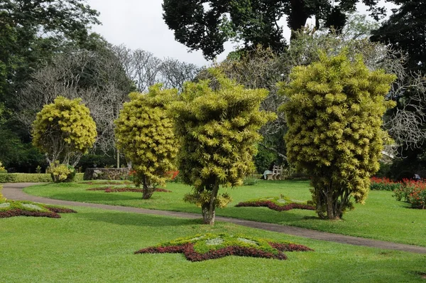 Unique Royal Botanical gardens in Peradeniya is considered as one of the best in Asia, as it contains a collection of 4000 species of plants. — Stock Photo, Image