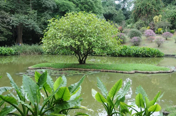 Única Royal Botanical gardens en Peradeniya está considerado como uno de los mejores de Asia — Foto de Stock