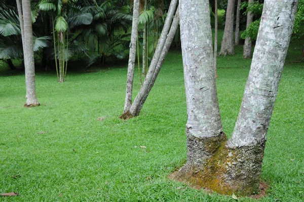 Unikatowe Royal botaniczne ogrody w Peradeniya uważany jest za jednego z najlepszych w Azji — Zdjęcie stockowe