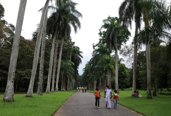 Unik botanisk hage i Peradeniya regnes som en av de beste i Asia. – stockfoto