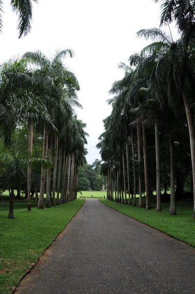 Unique Royal Botanical gardens in Peradeniya is considered as one of the best in Asia — Stock Photo, Image
