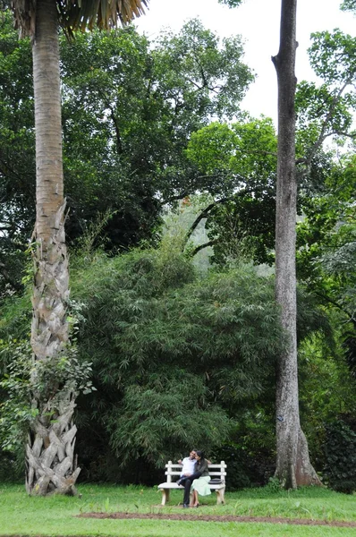 Egyedi Királyi Botanikus kert Peradeniya tekintik az egyik legjobb Ázsiában — Stock Fotó