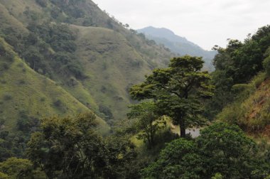 Dağ manzarası Nuwara Eliya çevresinde