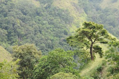 Dağ manzarası Nuwara Eliya çevresinde