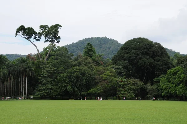 Única Royal Botanical gardens en Peradeniya está considerado como uno de los mejores de Asia —  Fotos de Stock