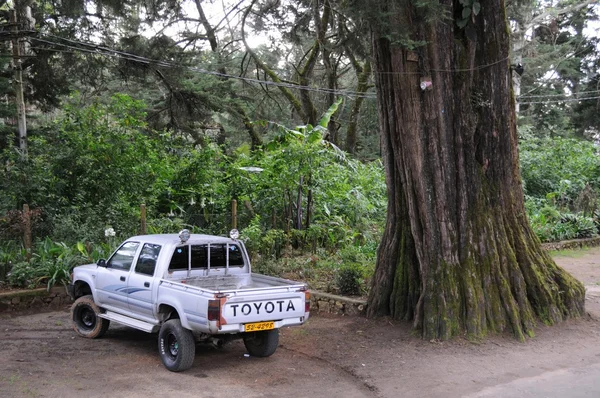 El jeep en el gran árbol de la isla, Ceilán — Foto de Stock