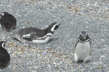 Beagle kanalı Macellan penguenleri