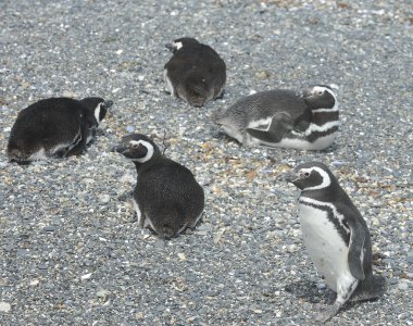 Beagle kanalı Macellan penguenleri