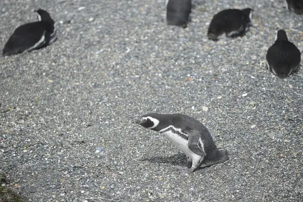 Pinguins-de-magalhães no canal Beagle — Fotografia de Stock