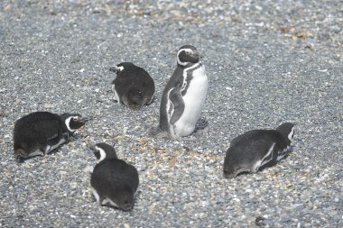 Beagle kanalı Macellan penguenleri.