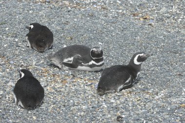 Beagle kanalı Macellan penguenleri.