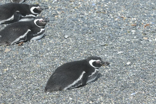 Pinguins-de-magalhães no canal Beagle . — Fotografia de Stock