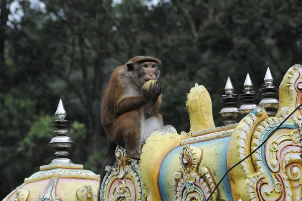 Templo hindu pela estrada em Nuwara Eliya — Fotografia de Stock