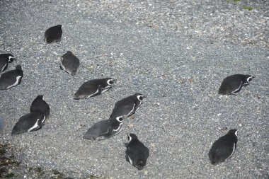 Beagle kanalı Macellan penguenleri.