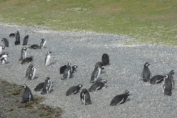 Pinguins-de-magalhães no canal Beagle . — Fotografia de Stock