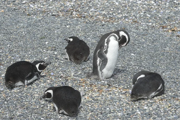 Magellanic penguins in the Beagle channel. — Stock Photo, Image