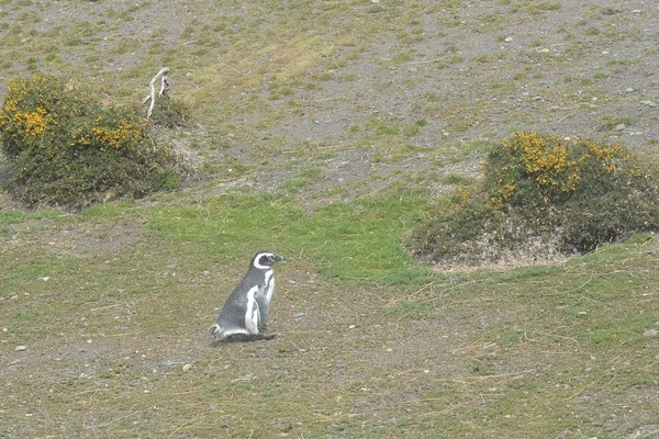 Πιγκουίνων του Μαγγελάνου στο κανάλι Beagle. — Φωτογραφία Αρχείου
