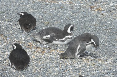 Beagle kanalı Macellan penguenleri.