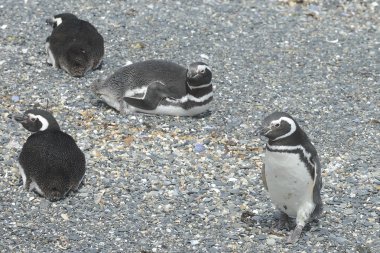 Beagle kanalı Macellan penguenleri.
