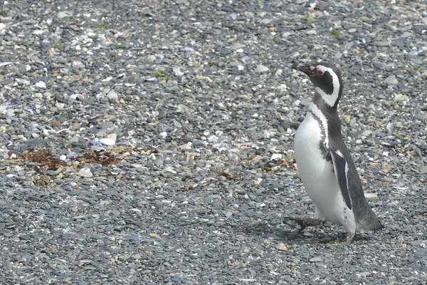 Магеллановы пингвины в канале Бигл . — стоковое фото
