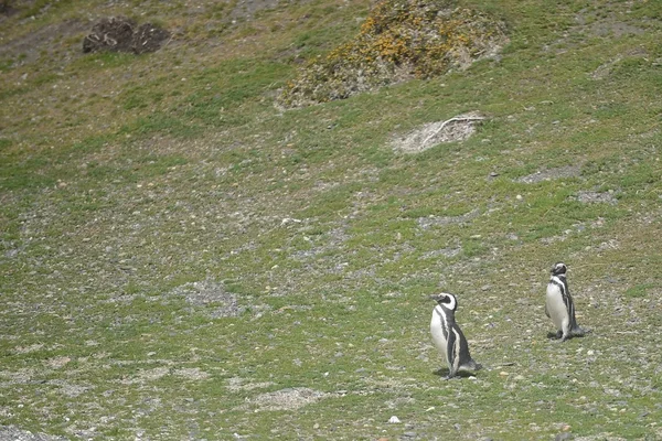 Magelhaense pinguïns in het Beaglekanaal. — Stockfoto