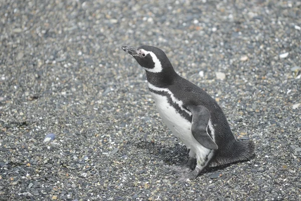 Magellanic penguins in the Beagle channel. — Stock Photo, Image