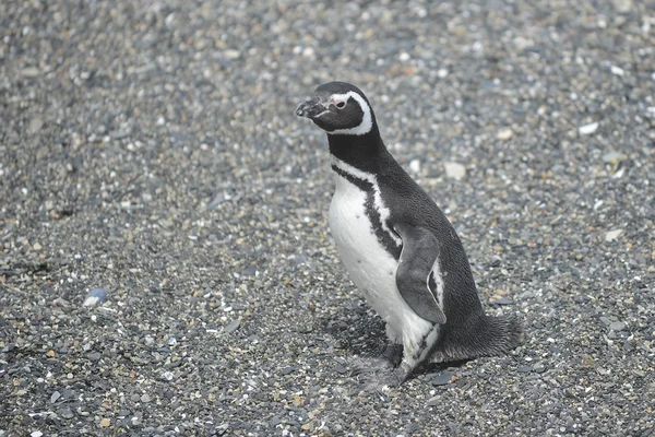 Magellanic penguins in the Beagle channel. — Stock Photo, Image