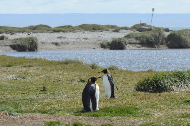 King penguins on the Bay of Inutil. clipart