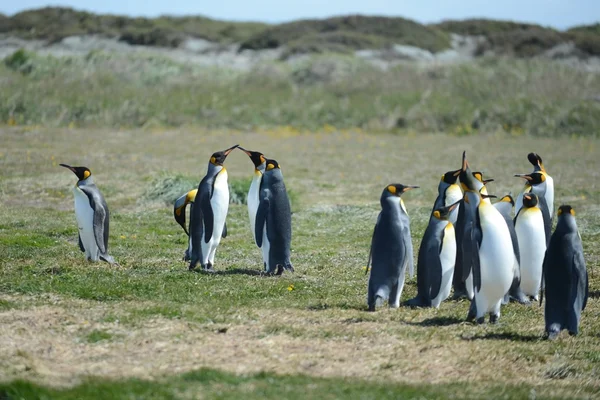 Koning pinguïns op de baai van Inutil. — Stockfoto