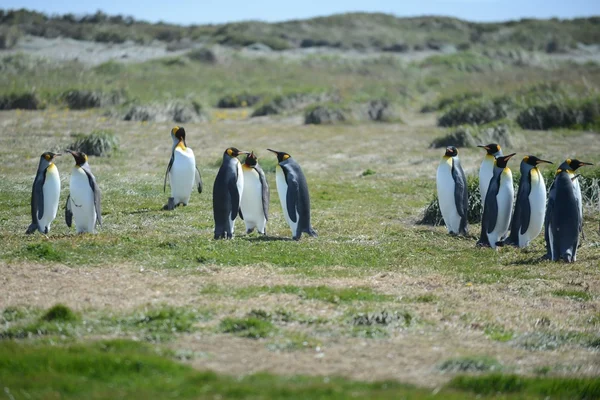 Király pingvinek a Inutil Bay. — Stock Fotó