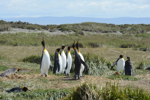 Koning pinguïns op de baai van Inutil. — Stockfoto