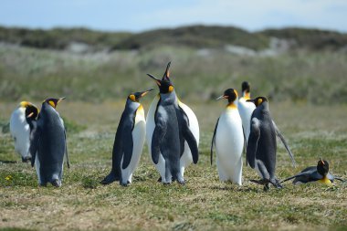 Inutil Bay üzerinde Kral penguenler.
