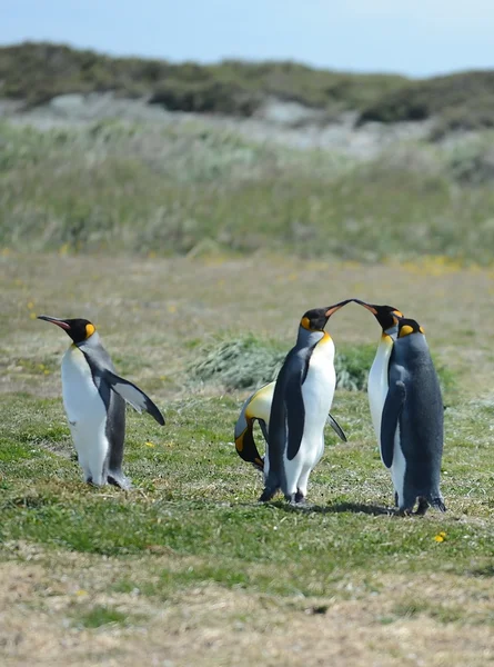 Koning pinguïns op de baai van Inutil. — Stockfoto