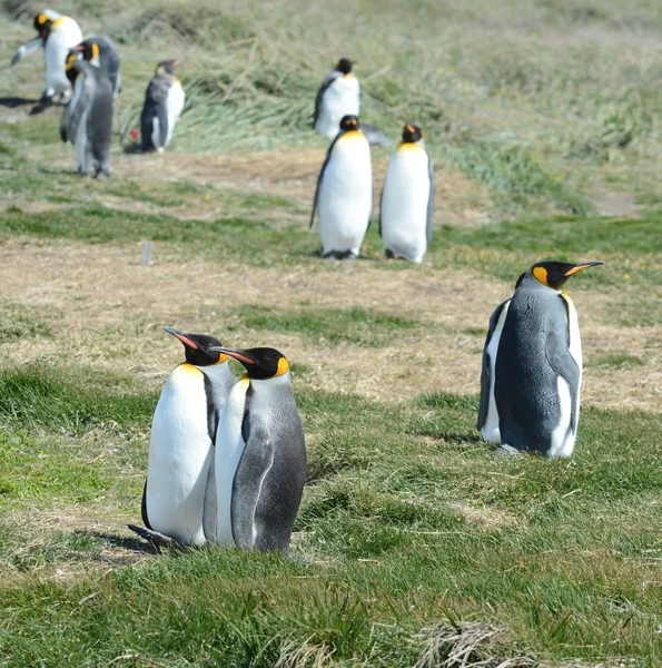 Král penguins na tehdejších Bay. — Stock fotografie