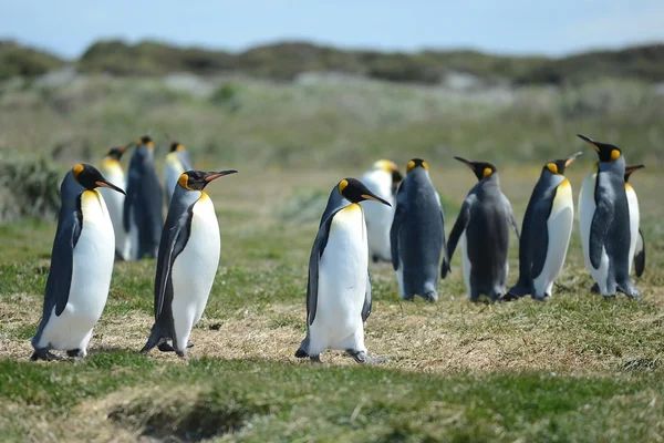 Král penguins na tehdejších Bay. — Stock fotografie