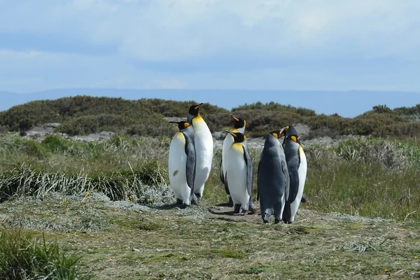 Pingüinos rey en la bahía de Inutil . — Foto de Stock