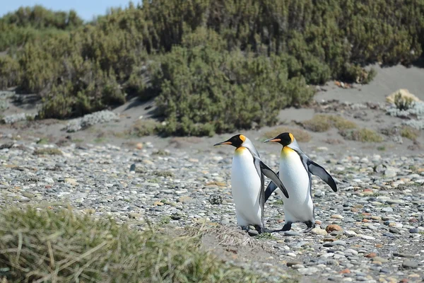 Inutil 湾のキング ペンギン. — ストック写真