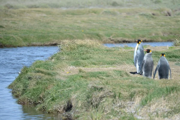 Pingüinos rey en la bahía de Inutil . — Foto de Stock