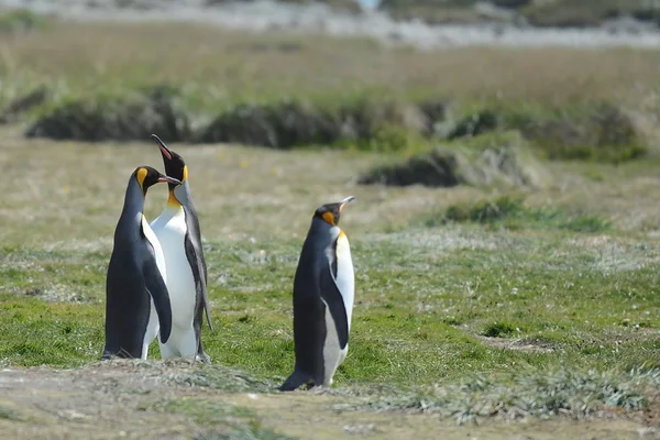 Koning pinguïns op de baai van Inutil. — Stockfoto